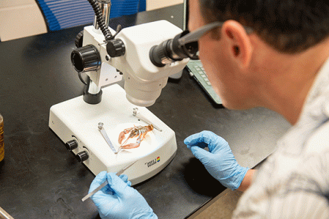 A white male student with dark brown hair and glasses, and wearing blue latex gloves, inspects a crustacean through a microscope sitting on a black table.