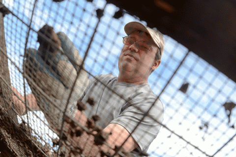 A white middle-aged male with short brown hair is kneeling over a metal cage. He wears clear glasses, a tan baseball cap, and a grey T-shirt. He also wears protective gloves as he touches the cage. Small animals or insects are attached to the cage, visible but out of focus.  