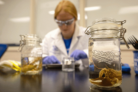 Lab setting with a glass jar in focus in the foreground containing a crayfish in clear liquid, with another jar on the right side of the frame. A female student in a white lab coat is out of focus in the background, appearing to look down at a tray containing a specimen.