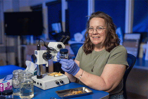 Middle-aged white female with shoulder-length brown hair and glasses sits at a table in a lab setting and holds in her hands a jar that contains a crayfish. Another crayfish is visible on a tray underneath a microscope. 